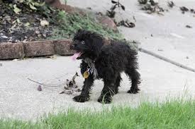 Maybe you would like to learn more about one of these? Shih Poo Complete Guide Info Pictures Care More Pet Keen