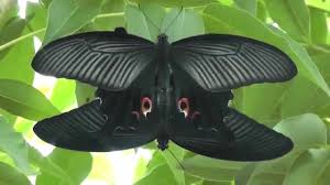 Check spelling or type a new query. Chinese Peacock Butterflies Mating Papilio Bianor Youtube
