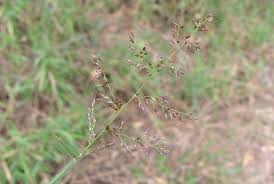 Image result for Melinis minutiflora