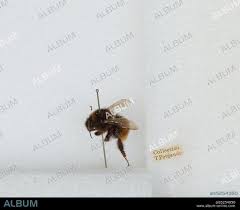 Image result for Bombus pomorum