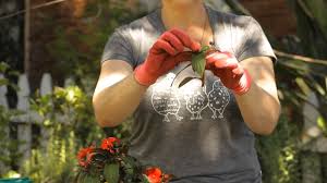 Before sunpatiens made a splash on the horticultural scene, impatiens were the favorite garden plant for hedges and borders. How To Take Cuttings From New Guinea Impatiens Garden Space Youtube