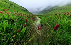 Check spelling or type a new query. Now Open Valley Of Flowers Sikkim For Vaccinated Tourists Ixigo Travel Stories