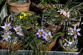 Image result for Romulea