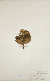 Image result for Lopholaena sp.no.1