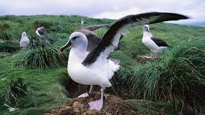 The Albatross Soars Over Thousands of Miles of Open Ocean | HowStuffWorks