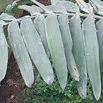 Image result for Encephalartos chimanimaniensis