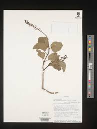 Image result for Oliverella rubroviridis