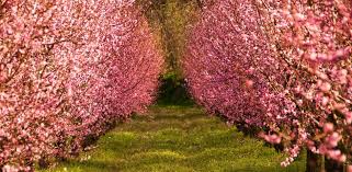 Florida prince peach tree arizona. Peach Tree Fertilizer Fertilization Of Peach Trees Haifa Group