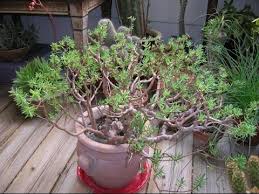 Image result for Crassula sarcocaulis