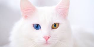 Warna mata kucing persia cukup beragam biasanya berwarna kuning emas atau bahkan ada juga yang berwarna biru. Mempesona Ini 10 Gambar Kucing Anggora Dengan Mata Berbeda Warna Merdeka Com
