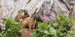Купить murmeltier salbe, 110 ml в москве. Das Murmeltier Tiere Der Alpen Naturschutzverband Natur Deutscher Alpenverein Dav