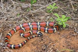 Mexican Milk Snake South Texas March 2017 Milk Snake Pet Snake Snake