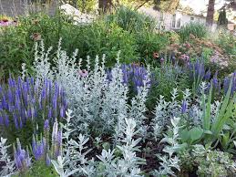 Prairie Sage Artemisia Ludoviciana The Silver Looks So Pretty With Blues Got Seeds From Janinilulu In Nfsr No Plants Front Yard Landscaping Perennial Garden