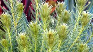 Image result for Phylica