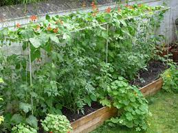 Plants that are over 6 inches. Raised Bed Tomato Diary Of A Brussels Kitchen Garden