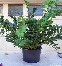 However, make sure that the temperature does not fall below 45 degrees f, as that could be detrimental to the growth of the plant. Propagating A Zz Plant By Division Getting 3 Plants From 1