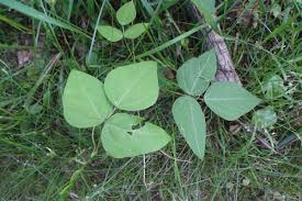 Image result for Amphicarpaea