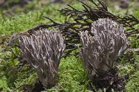 Image result for Clavulina cinerea