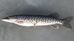 Check spelling or type a new query. The 7 Wonderful Pikes Pickerels And Muskies Of The World The Fisheries Blog
