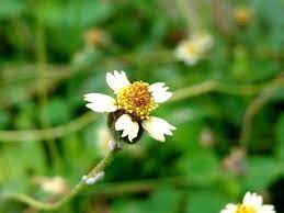 Coat Buttons Ghamra Flower Photos Landscaping Plants Landscape
