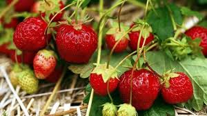 D'abord connue comme fruit sauvage qui poussait dans les bois, la fraise a fini par être adoptée comme fruit à part entière. Les Bienfaits De La Fraise Sur La Sante Cote Loisirs News