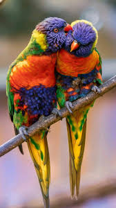 Name Birds That Start With F Pin By Kara Buller On Prettiness Birds Beautiful Birds Animals Beautiful