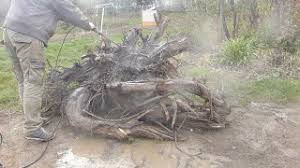 Check spelling or type a new query. Walnut Tree Stump Remove Prepare For Later Use Youtube