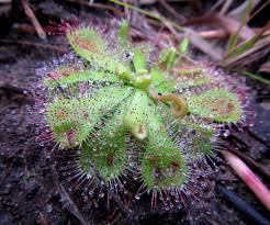 Image result for Drosera natalensis