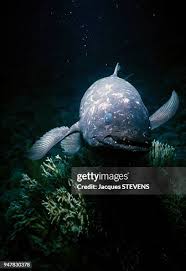 Image result for Coelachyrum