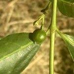 Image result for Kraussia floribunda