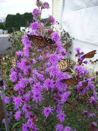 Meadow Blazing Star Wisconsin Gardening Hot Plants Butterfly Plants Monarch Butterfly Garden Plants