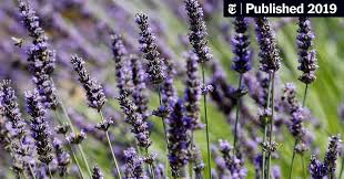 Pressed lavender flowers to embellish your wedding invitations, programs and thank you notes. Why Does Everything Smell So Peacefully Of Lavender The New York Times