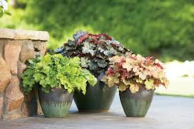 We did not find results for: 22 Shade Garden Plant Ideas Hgtv