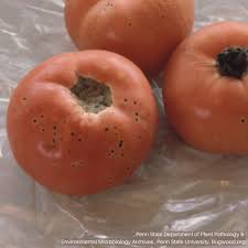 Image result for tomato seedling pseudomonas syringae pv tomato symptoms