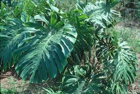 Large leaves to 2' long and 18' wide have 'splits' making them look like elephant's ears. Hs1071 Hs311 Monstera Growing In The Florida Home Landscape