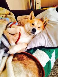 Usap (gosok) anjing tersebut dengan jarimu. Hibur Diri Dengan Foto Foto Para Shiba Inu Super Kawaii Ini Yuk Berita Jepang Japanesestation Com