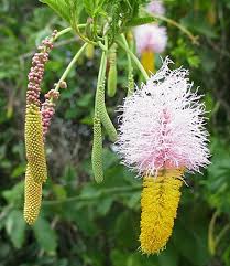 Image result for Dichrostachys