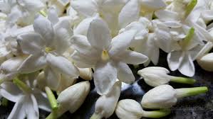 Image result for images sampaguita