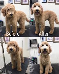 Anytime after the 3 hour limit that the puppy wakes up crying, take it out to eliminate and then put the puppy back in the crate and. The Groom Shoppe Veterinary Medical Surgical Hospital Of Topeka