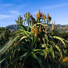 Image result for Alectra bainesii