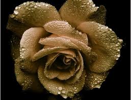 Why choose the forever rose: Would You Buy Gold Plated Rose For Your Loved One