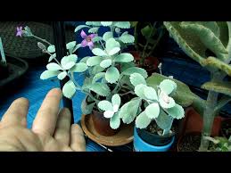Image result for Kalanchoe pumila