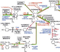 A Small Part Of The Boehringer Biochemical Pathways Poster