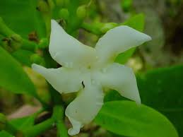 Image result for Tabernaemontana