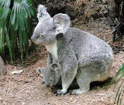 In addition, the kid is carried away and does not bother his mother while she does her business. A Baby Koala Joey Lives In Her Mother S Pouch For 8 To 9 Months