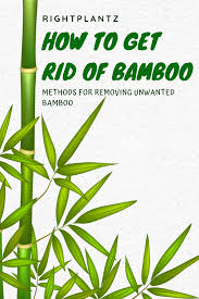How To Get Rid Of Bamboo I Rightplantz Com In 2020 Bamboo Plants Bamboo How To Get Rid