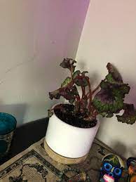 In addition, some can be propagated from leaf cuttings or even sections of leaves, particularly the members of the rhizomatous and rex groups. My Rex Begonia Is Wilting Any Tips Plantclinic