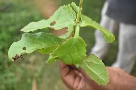 Image result for Cyphostemma setosum