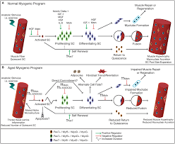 We'll track players' scores to their emails, names or another identifier of your choice. Frontiers Satellite Cells In Human Skeletal Muscle Plasticity Physiology