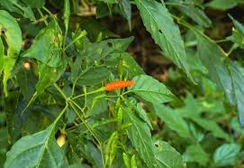 Best tips on how to grow peppers. What Is Eating Your Peppers At Night And How To Stop Them Gardening Chores